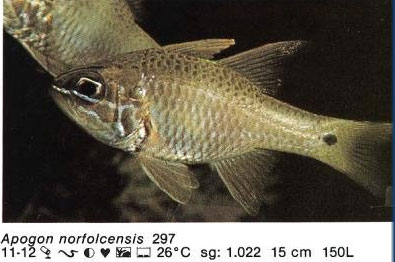 Apogon norfolcensis
